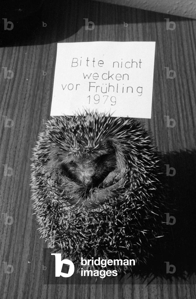 Close-up of a found hedgehog, 1978 (b/w photo)
