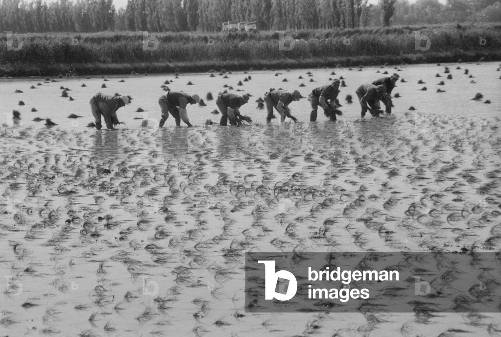 Saintes-Maries-de-la-Mer, 1963 (b/w photo)