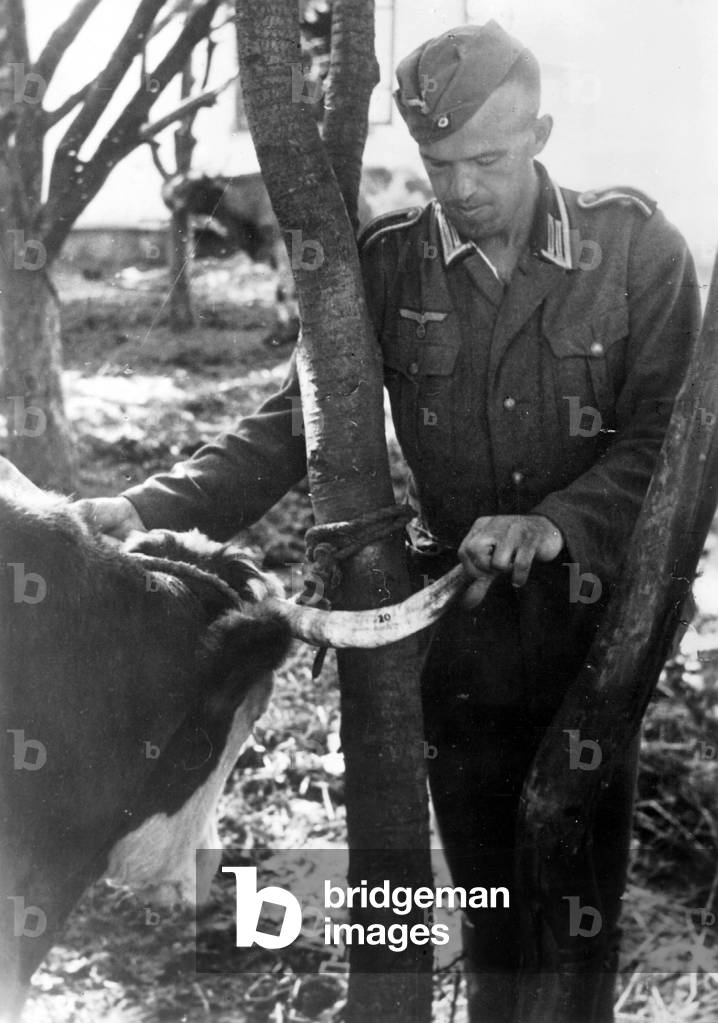 Theft of Russian cattle by the armed forces in WWII (b/w photo)