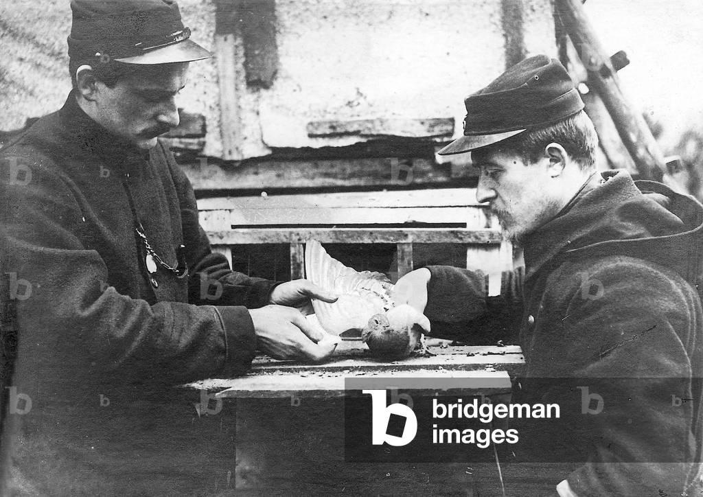 Racing pigeons in the military, 1915 (b/w photo)