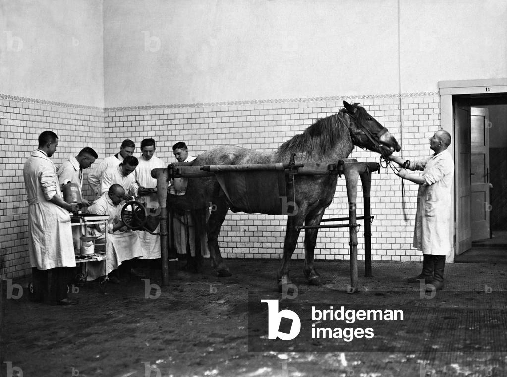 Hoof surgery on a horse, 1922 (b/w photo)