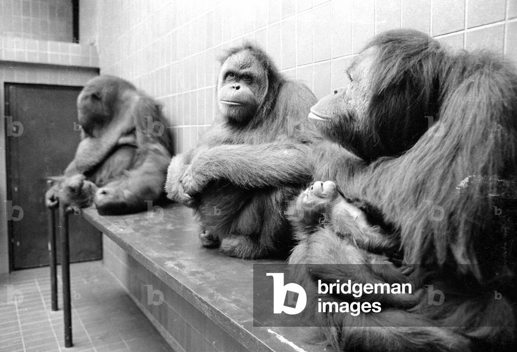 Orangutan, 1974 (b/w photo)