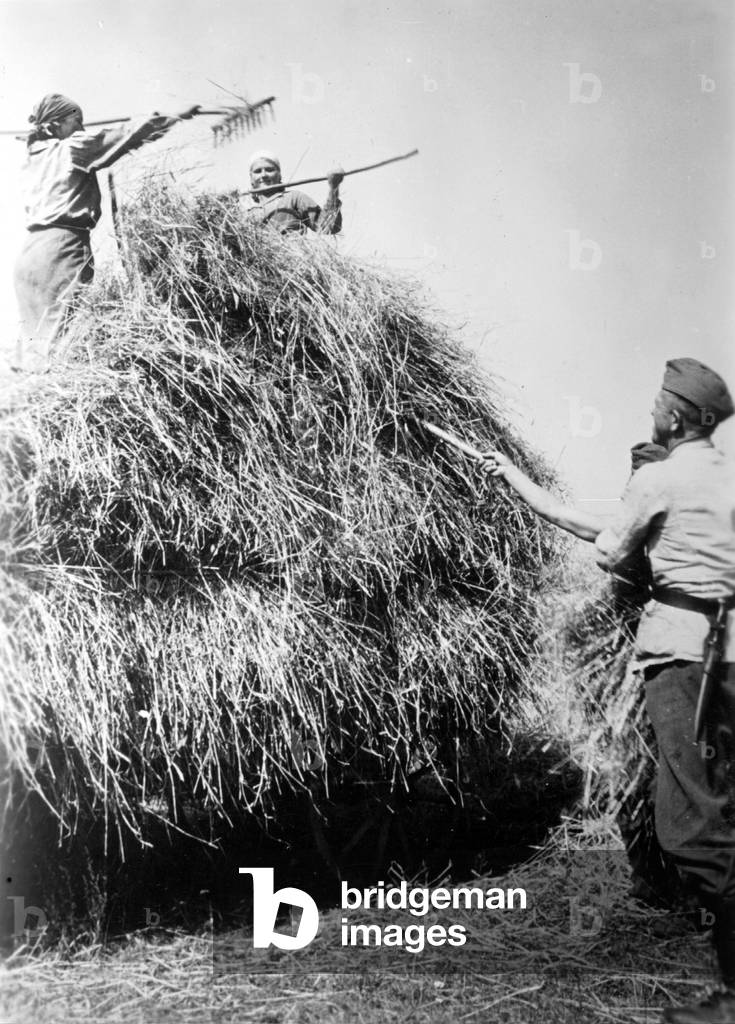 German soldiers harvesting on the Eastern Front, 1942 (b/w photo)