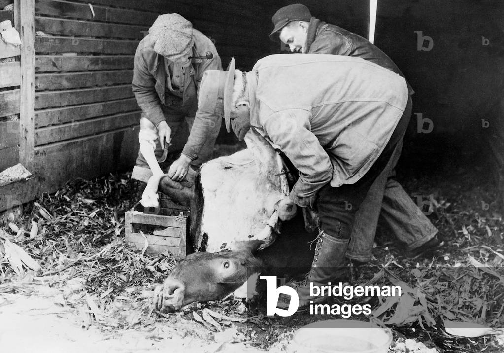 Emergency slaughter during the Great Depression, 1933 (b/w photo)