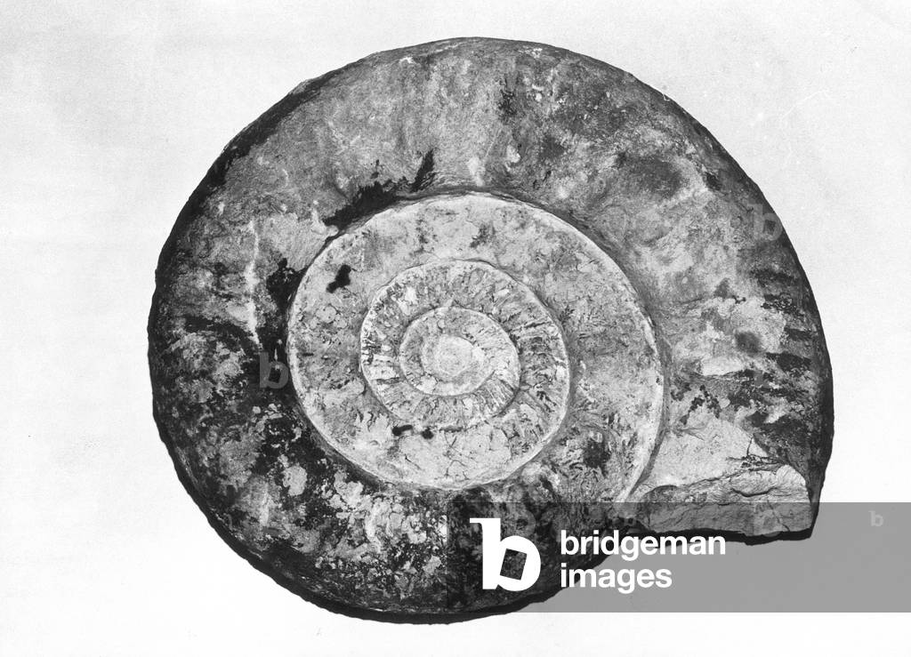 Ammonite (b/w photo)