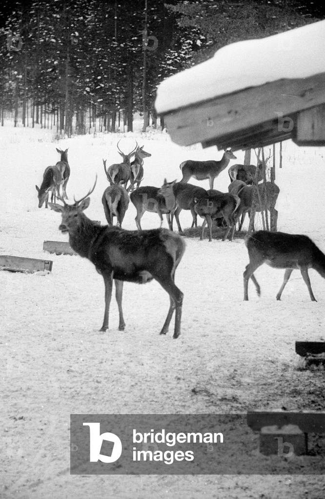 Feeding of wild animals at Berchtesgaden, 1952 (b/w photo)