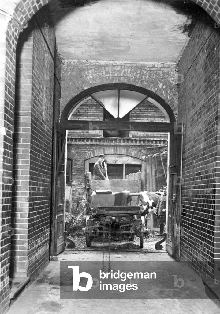Agriculture in Berlin-Charlottenburg, 1931 (b/w photo)