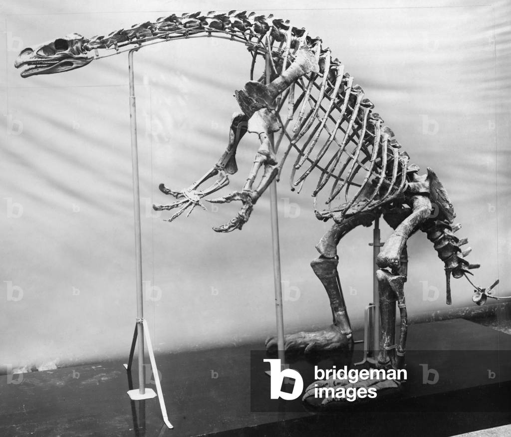 Skeleton of a dinosaur, 1911