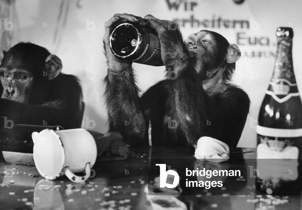 Monkeys celebrate at a party, 1957 (b/w photo)