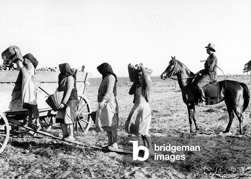 Potato harvest in Prussia (b/w photo)