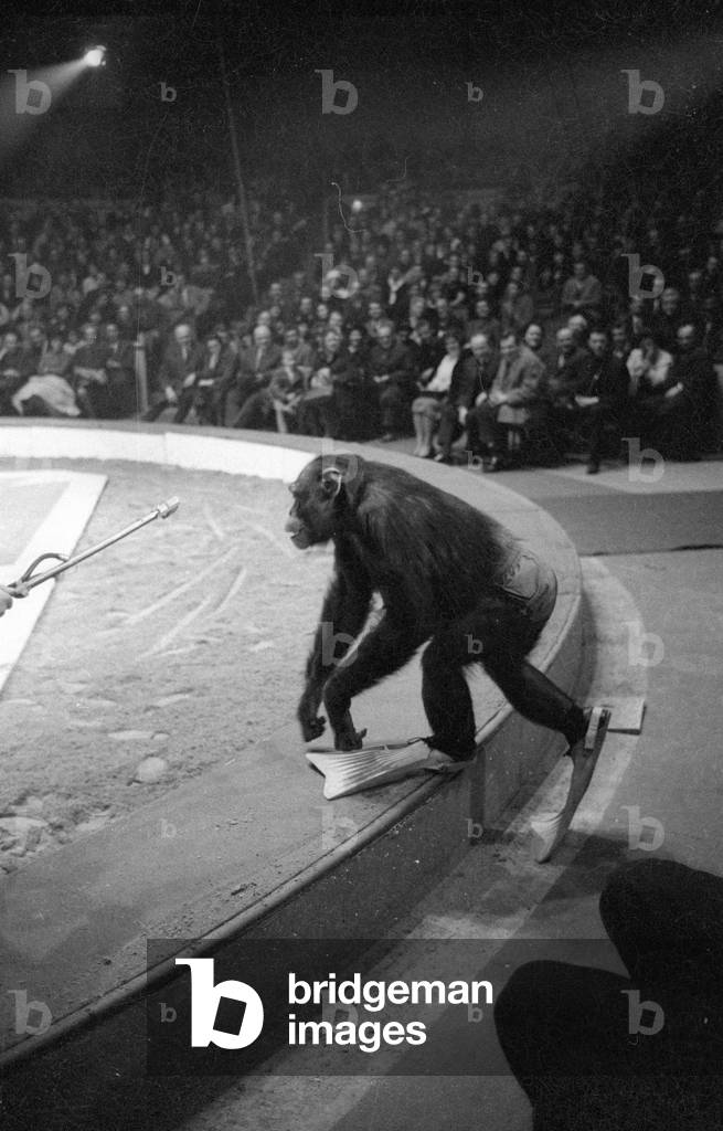 Monkey in Circus Krone, 1966 (b/w photo)
