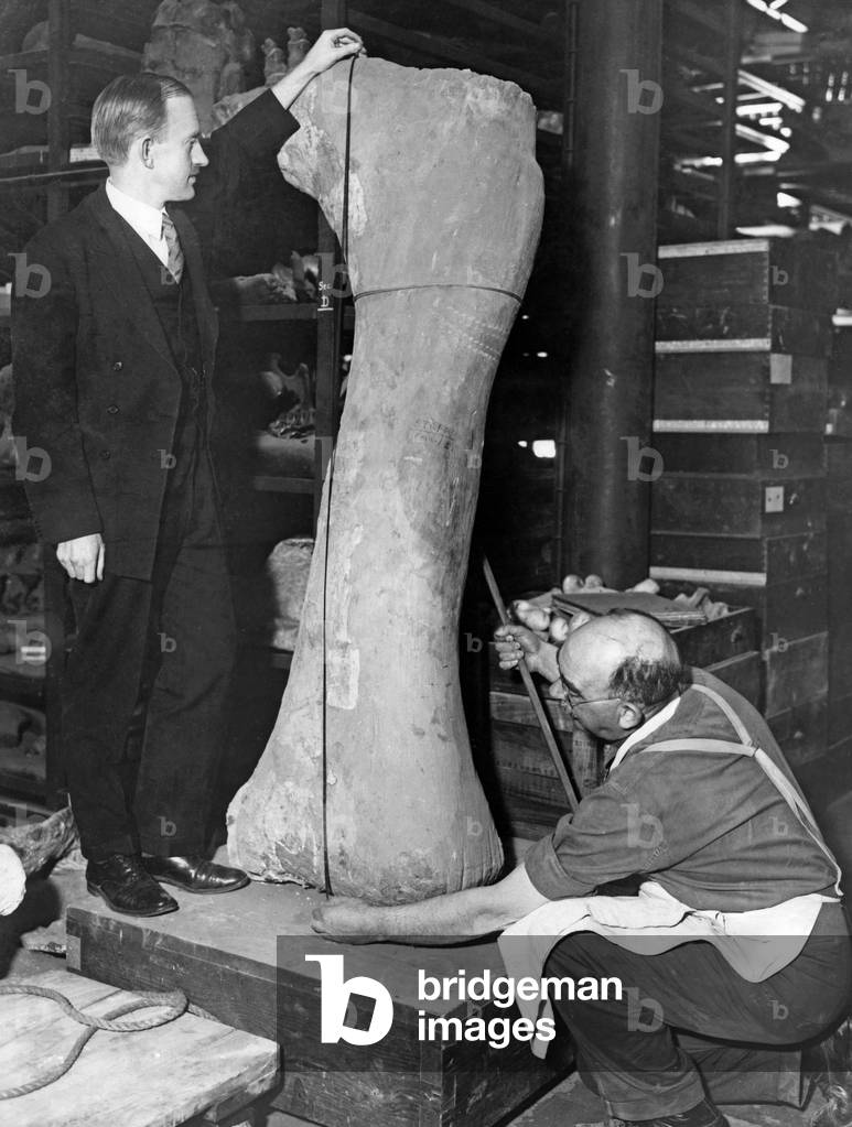 Dinosaur bones in the American Museum of Natural History, 1929