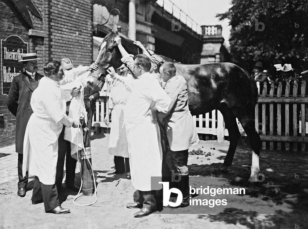 Treatment of a horse in the veterinary clinic in Berlin, 1903 (b/w photo)