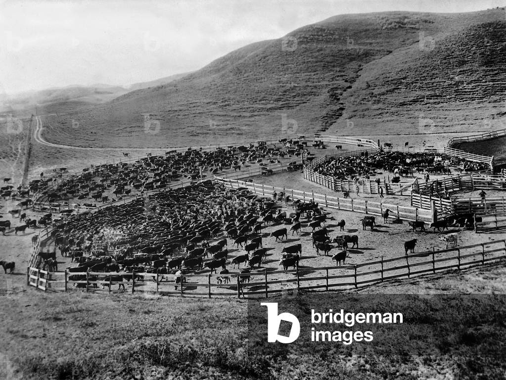 Cattle herd in Wyoming, 1929 (b/w photo)
