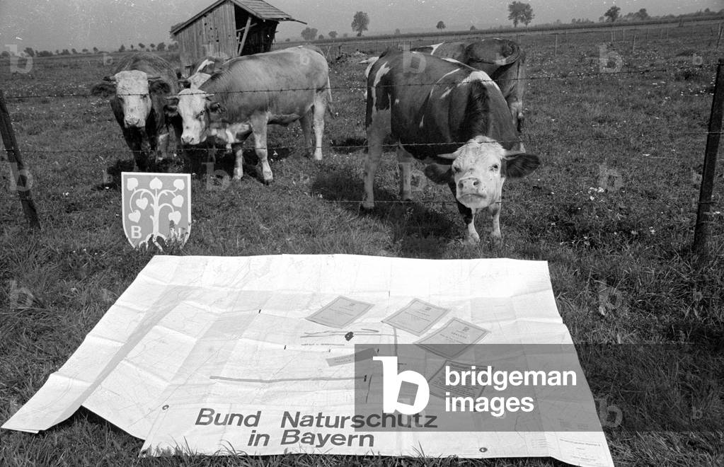 Nature protection against airport construction near Erding, 1974 (b/w photo)