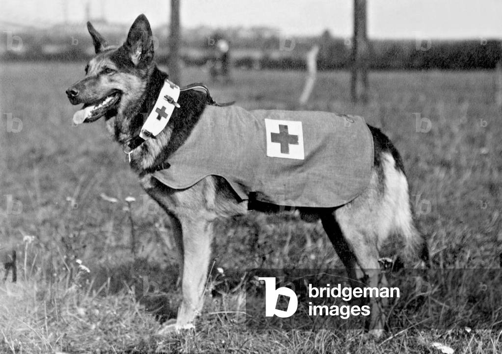 Medic dog ot the Red Cross in World War I, 1914 (b/w photo)