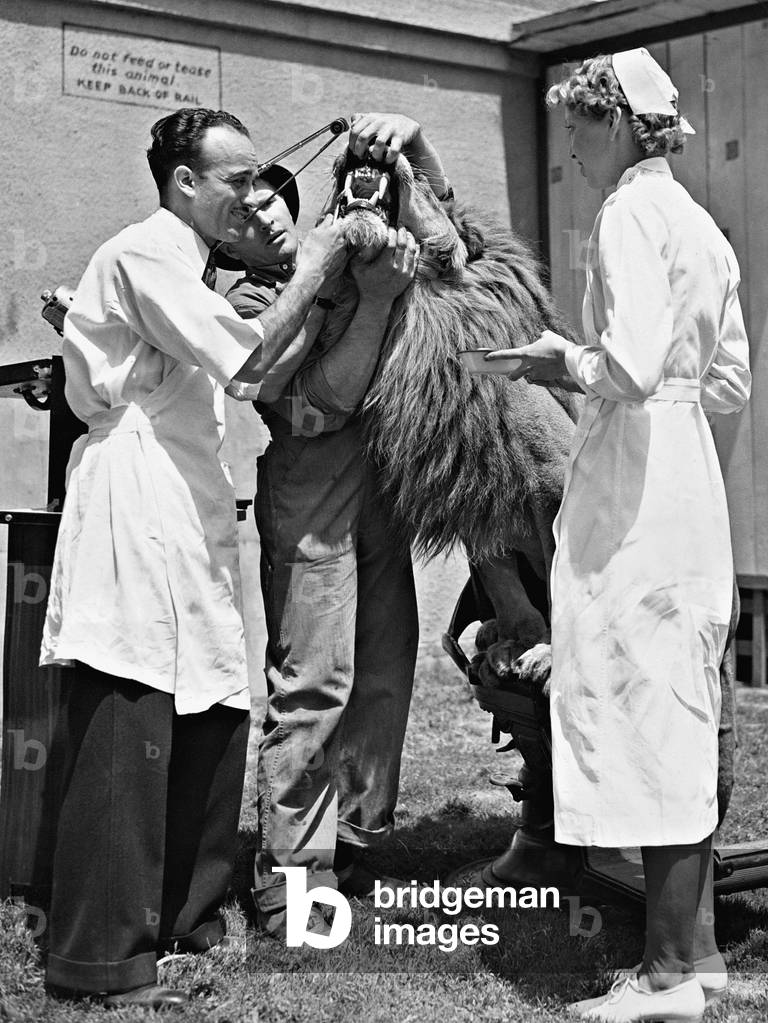 Dental examination of a lion, 1937 (b/w photo)