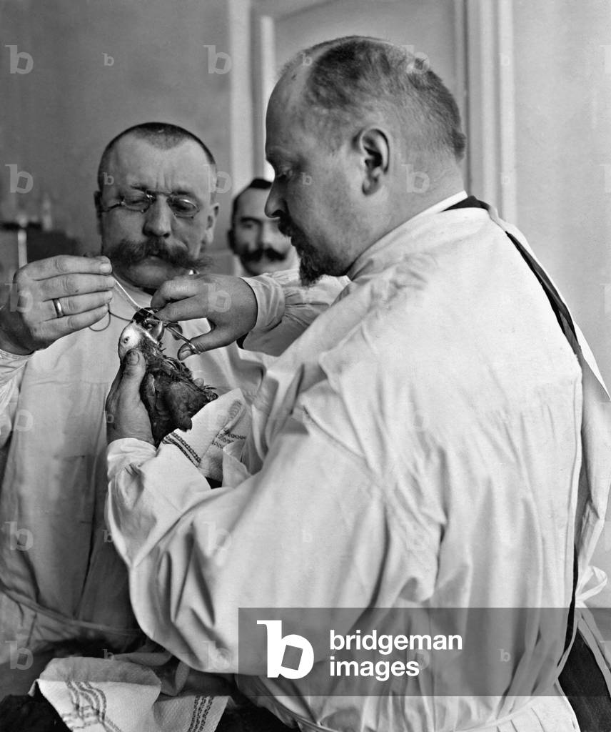 Veterinary treatment on a parrot, 1908 (b/w photo)