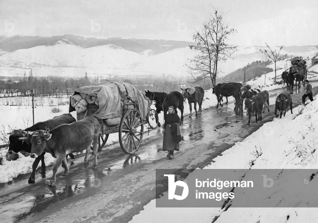 Spanish refugees drive their cattle to the border with France, 1939