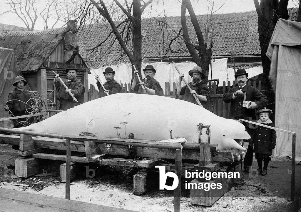 Fishermen present a hunted whale, 1908 (b/w photo)