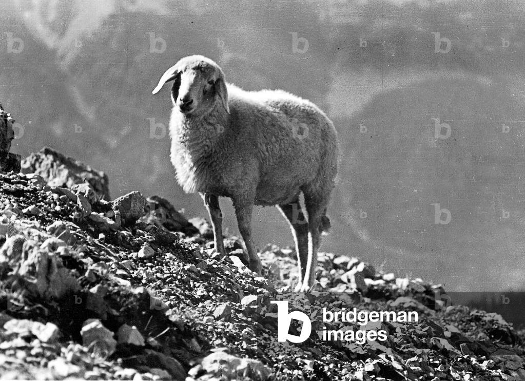 Mountain sheep in the mountains (b/w photo)