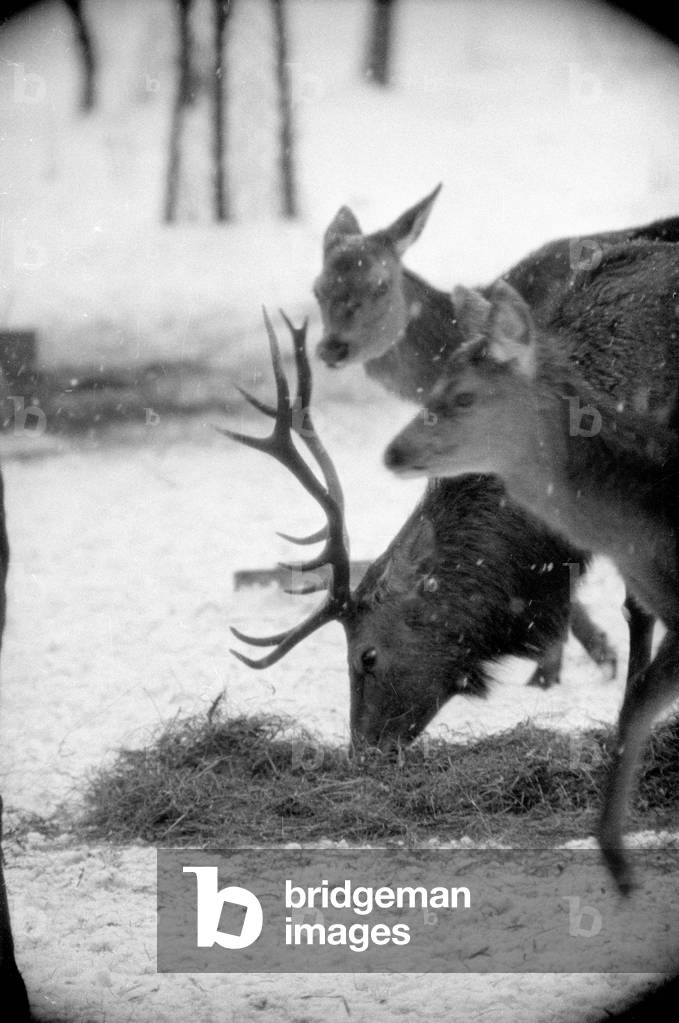 Feeding of wild animals at Berchtesgaden, 1952 (b/w photo)