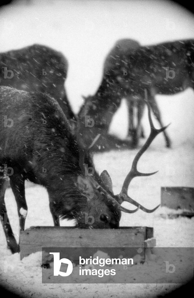 Feeding of wild animals at Berchtesgaden, 1952 (b/w photo)