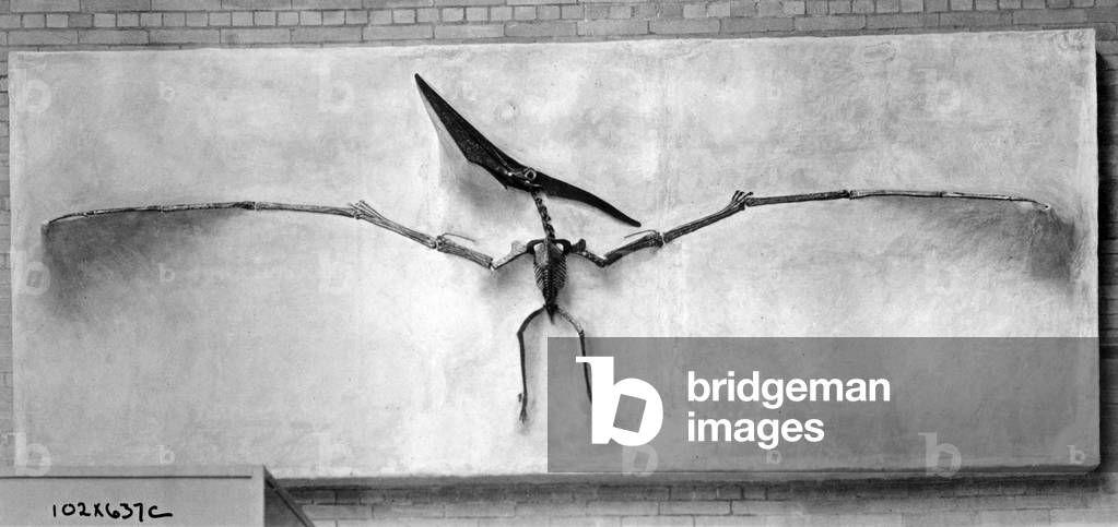 Skeleton of a pterosaur, 1926