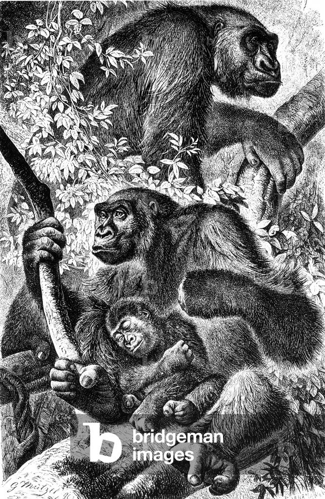 Gorillas, 1864 (b/w photo)