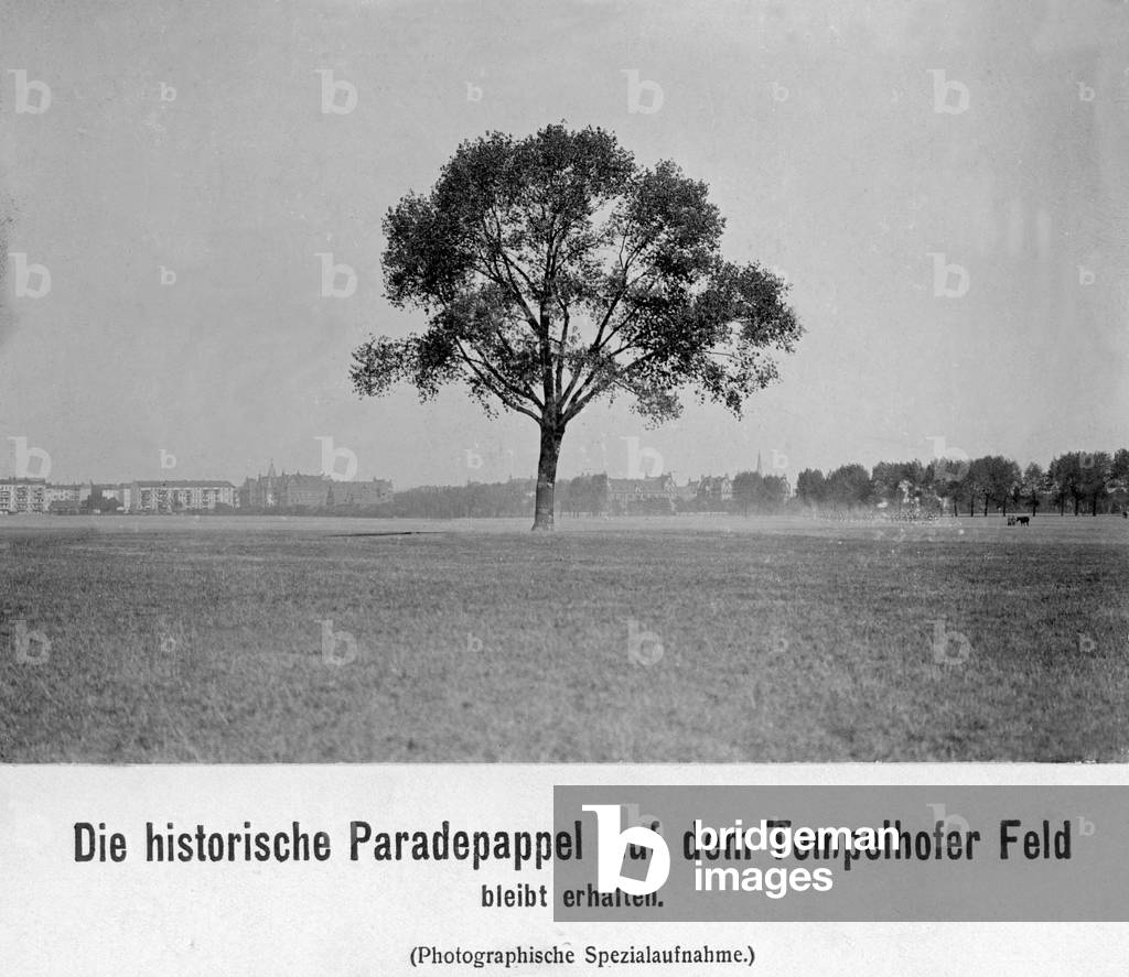The historic Paradepappel (parade poplar), 1909 (b/w photo)
