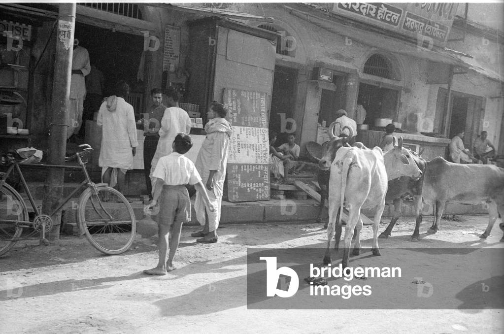 Feral cows in Varanasi, 1966 (b/w photo)