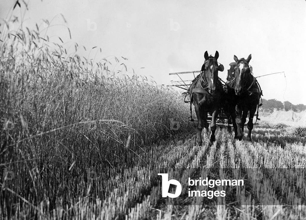 Grain harvest in Pomerania, 1934 (b/w photo)