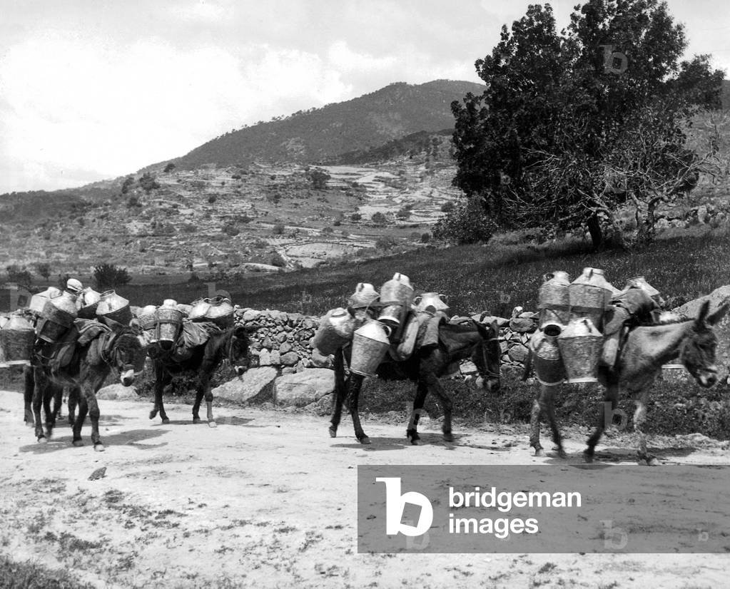 Donkey transport in Spain 1930 (b/w photo)