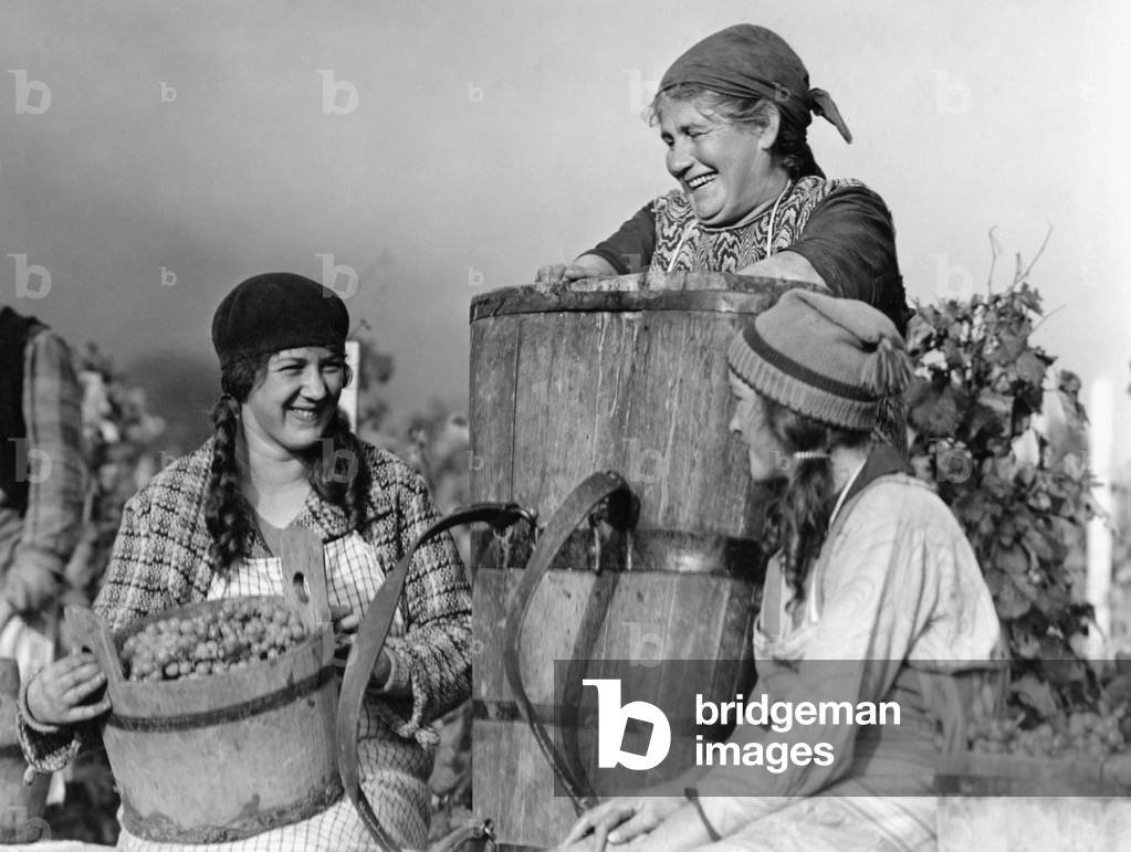 Grape harvest in Switzerland, 1930 (b/w photo)