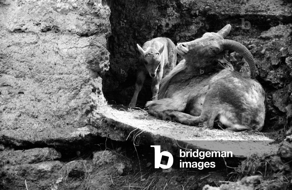 Alpine ibexes in the Munich Zoo, 1954 (b/w photo)