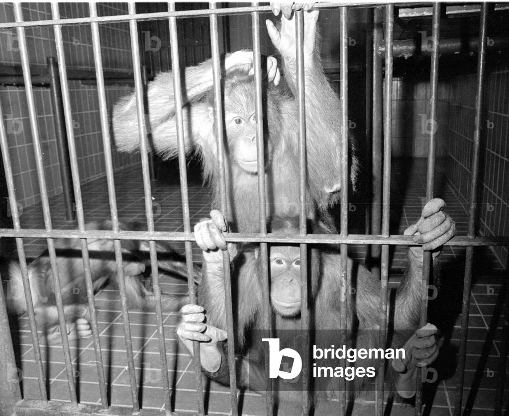 Orangutan, 1974 (b/w photo)