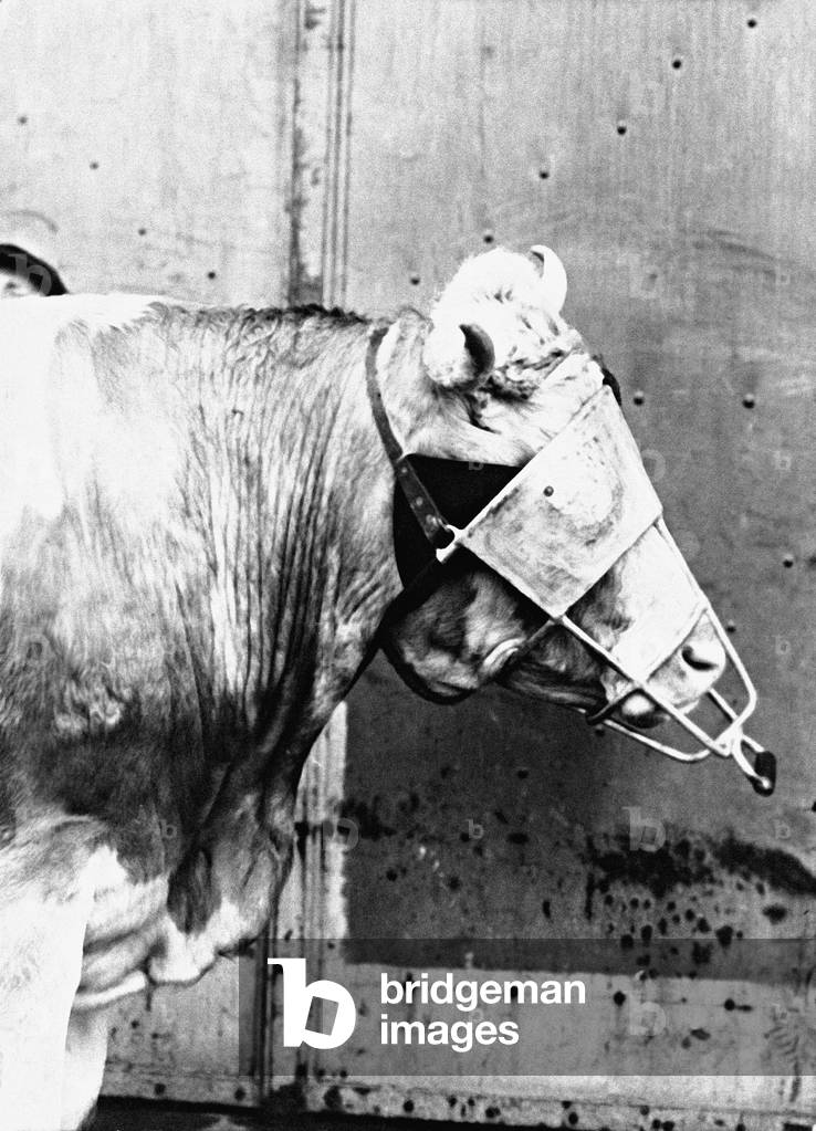 Cow before slaughter (b/w photo)