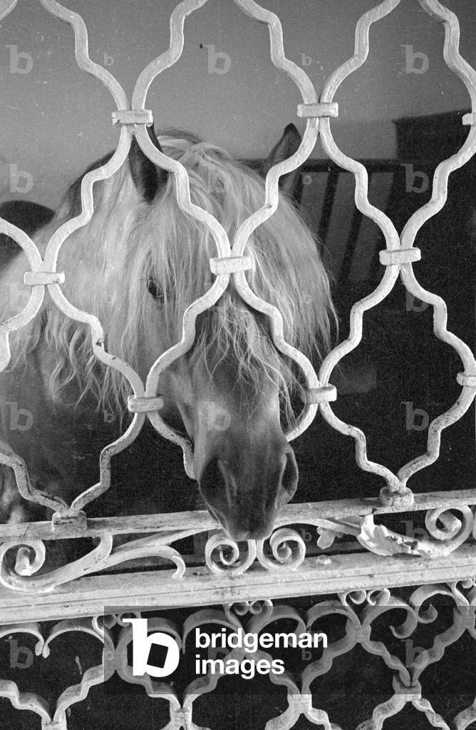 Carl Underberg on the Schwaerzenberg estate on Tegernsee lake, 1966 (b/w photo)