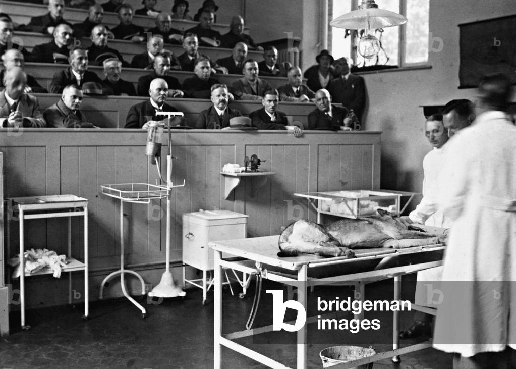 Dog at the animal hospital, 1931 (b/w photo)