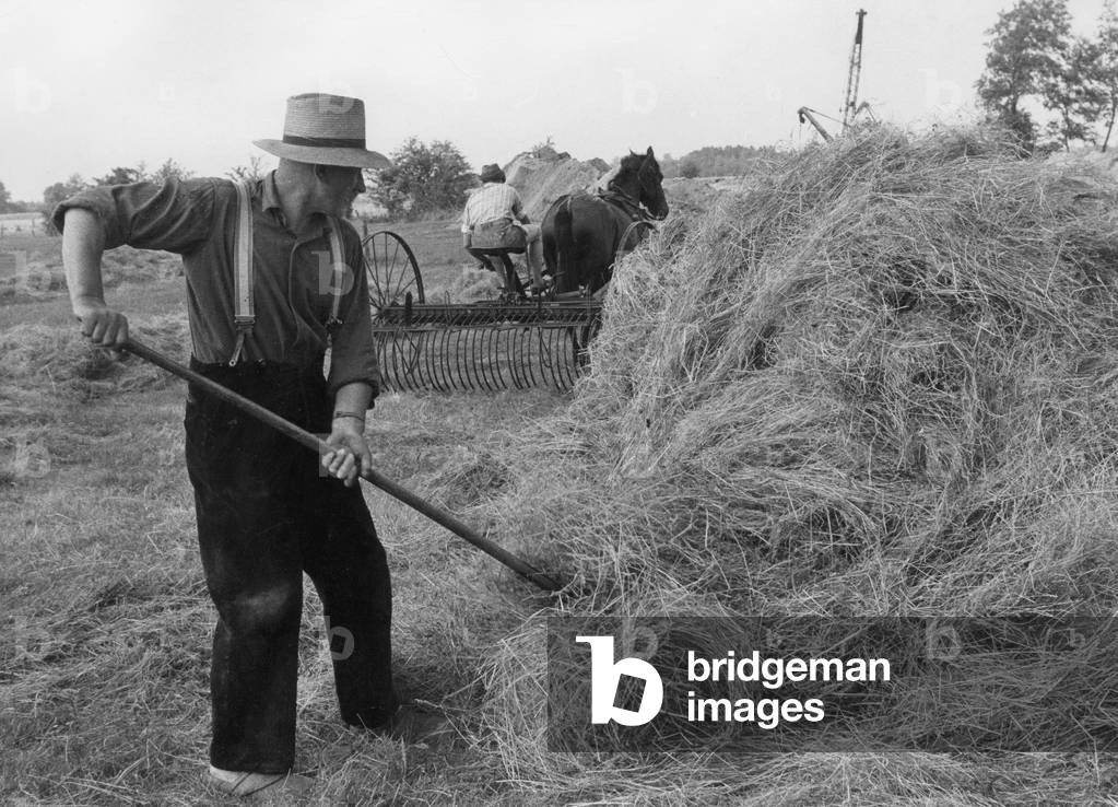 Haying, 1958 (b/w photo)
