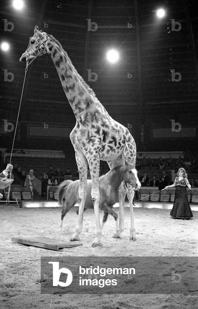 Program at the Circus Krone in Munich, 1978 (b/w photo)
