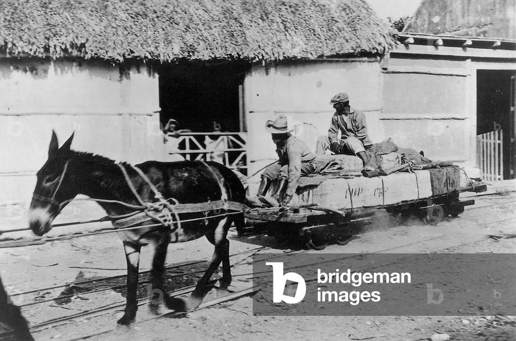 Excavations in Calakmul, 1932 (b/w photo)