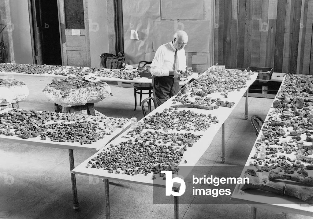 Barnum Brown with a fossils, 1933 (b/w photo)