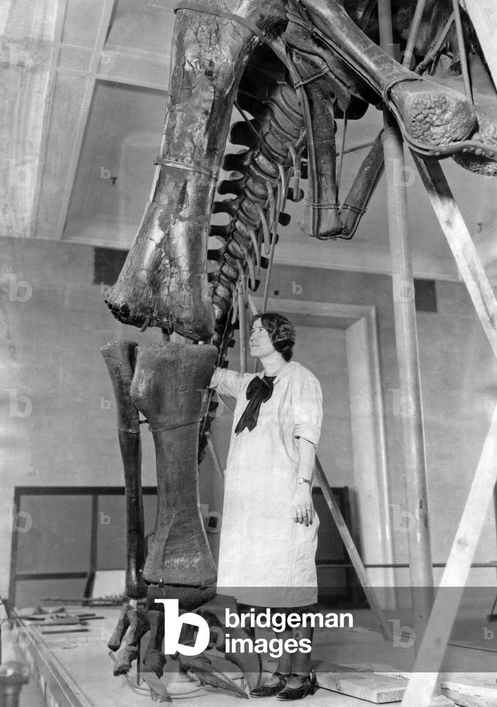 Spring cleaning in the American Museum of Natural History, 1926