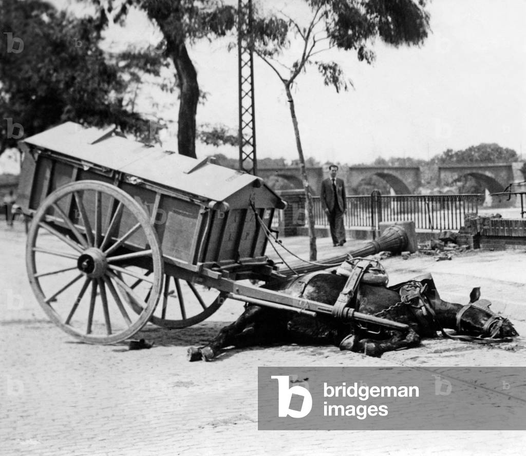 Killed horse after a bomb attack in Spain, 1936