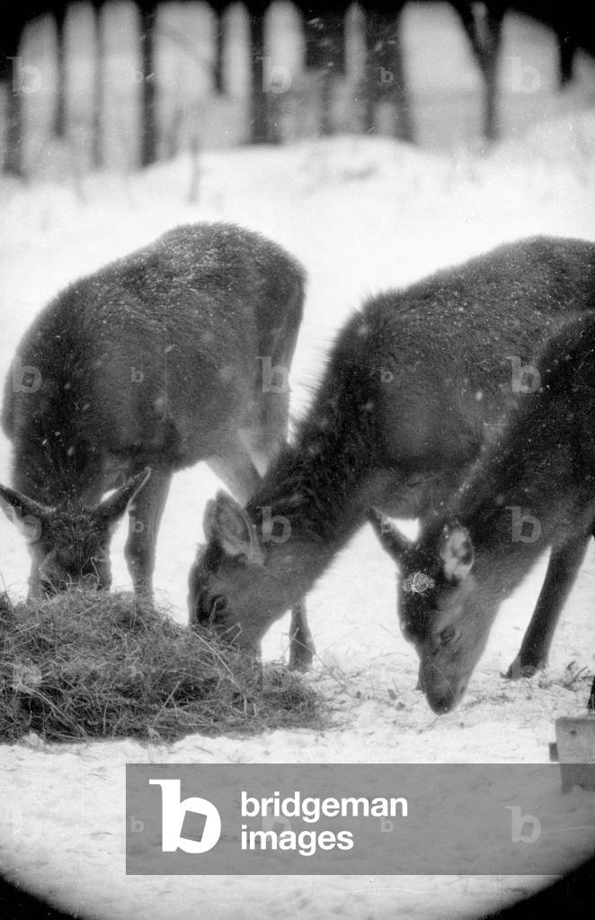 Feeding of wild animals at Berchtesgaden, 1952 (b/w photo)