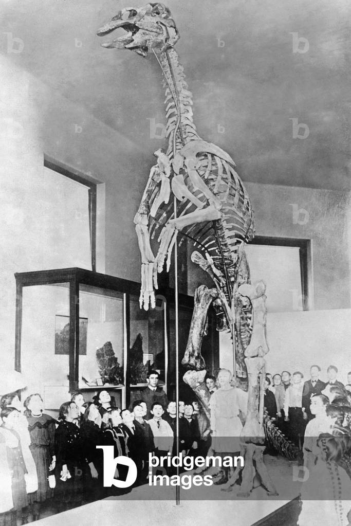 Skeleton of a duck-billed dinosaur, 1931