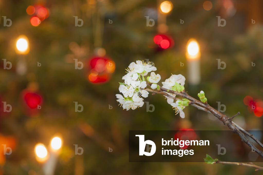 Barbara twigs blossom in front of the Christmas tree (photo)