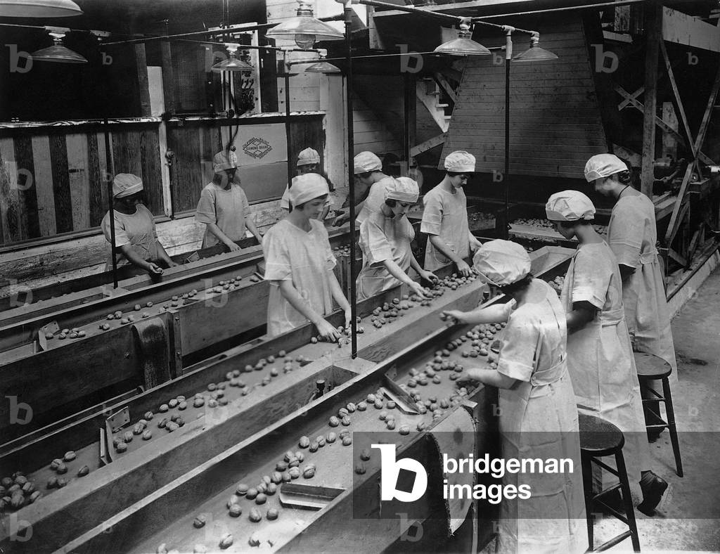 Workers while sorting walnuts, 1926 (b/w photo)