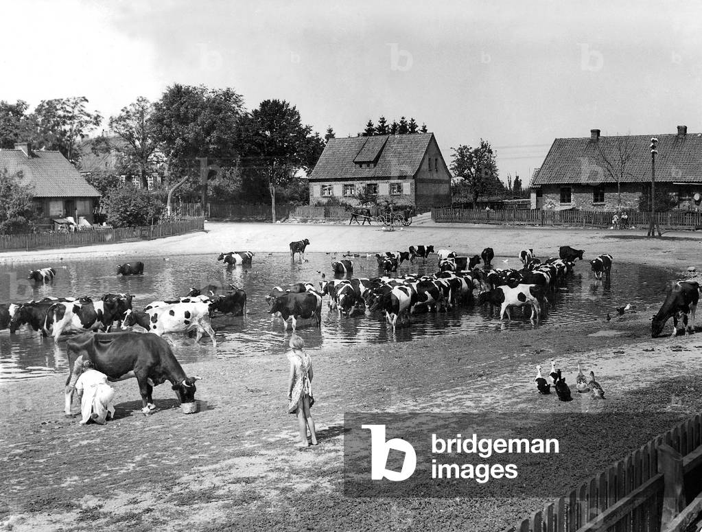 Village pond in Kniprode. (b/w photo)